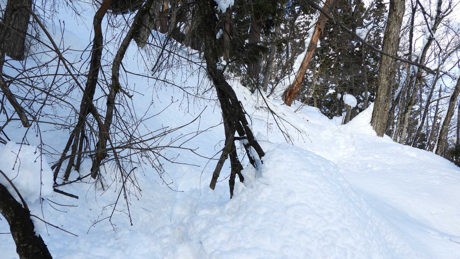 林道から再び羽山旧参道を下ります。途中ではtoshi5530さんが枝を切って通りやすくしてくれた倒木。ありがとうございます！