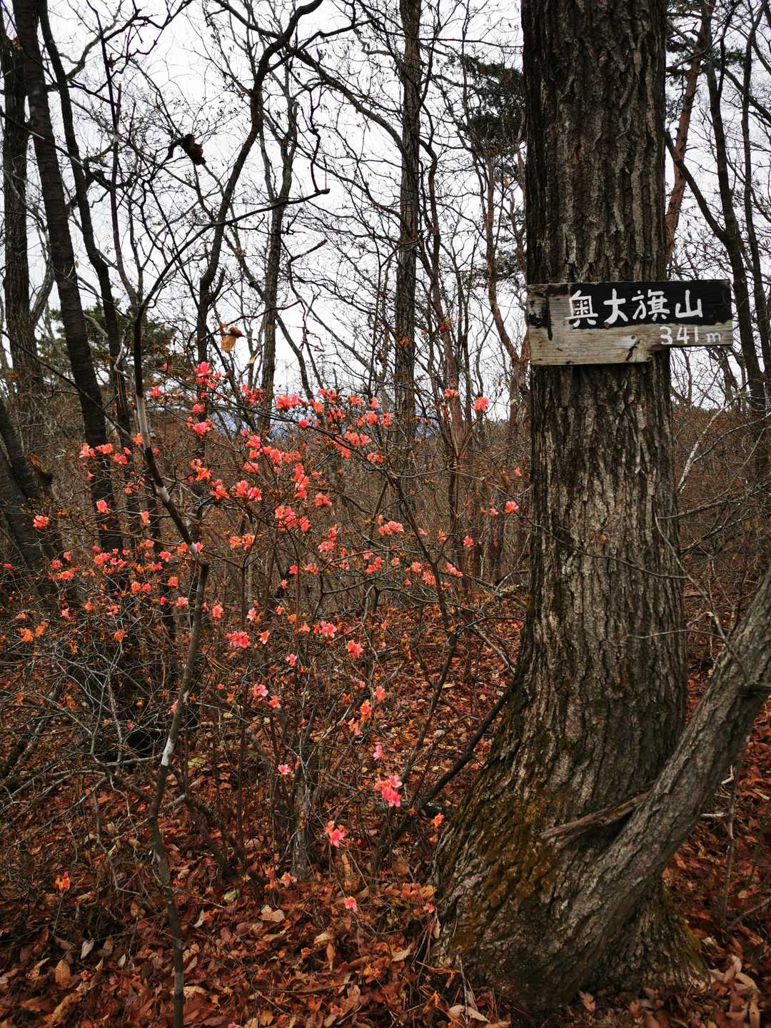 おまけ4山のひとつめ奥大旗山。
こっちの山の方は、道が少し荒れてます。