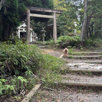さぁ下山しますよ！

相棒🐶　何故か動きません。
呼んでも来ません。
すみれちゃん　どうしたの？
どこか痛がる様子はない…
仕方がないので、抱っこで下山します。
健脚コースで下山するつもりでいたが、抱っこしての下山は健脚コースでは危険なので、眺望コースの舗装された道で下山します。