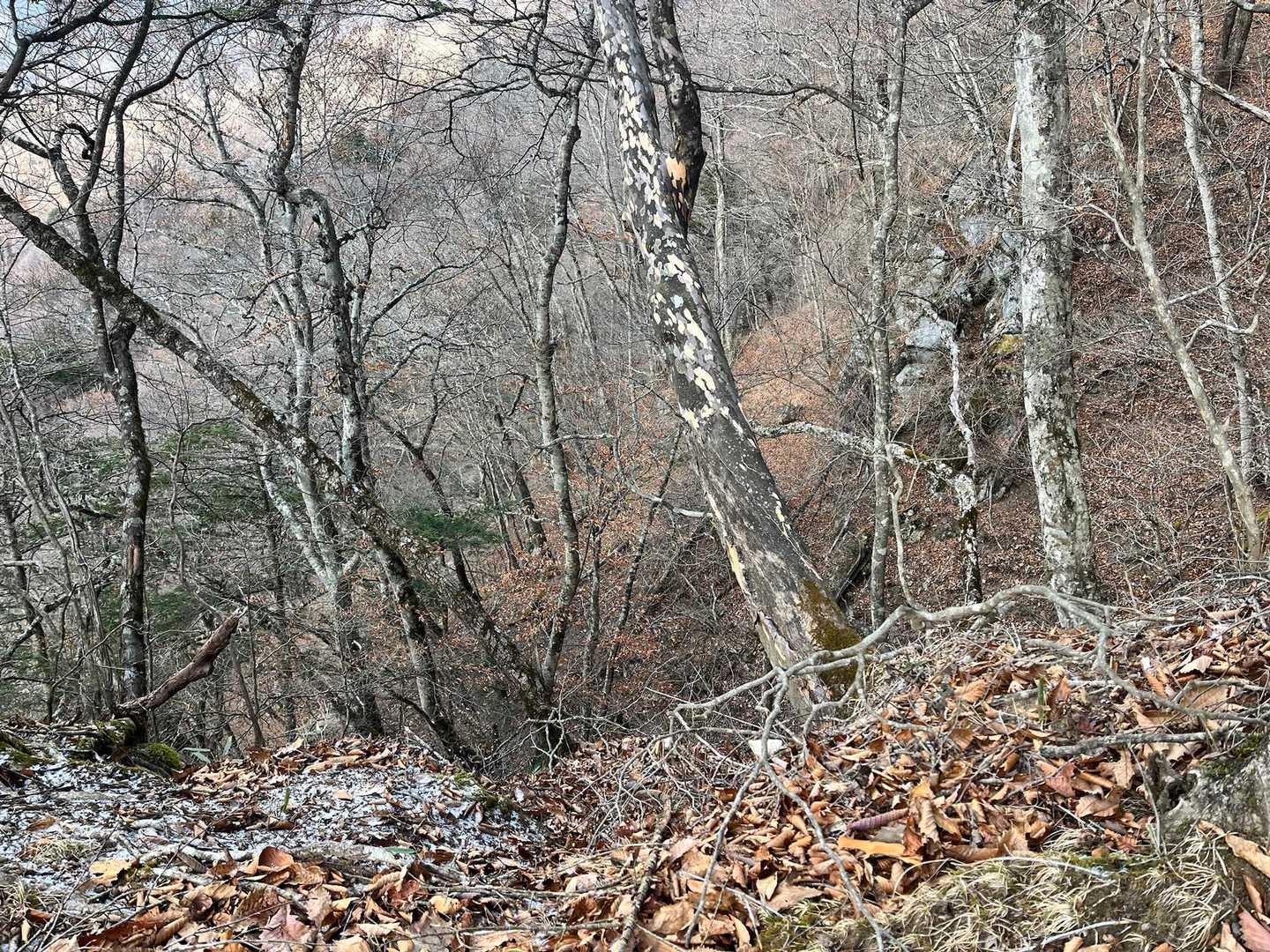 丸川峠の先の下り、ここでクマに🐻遭遇