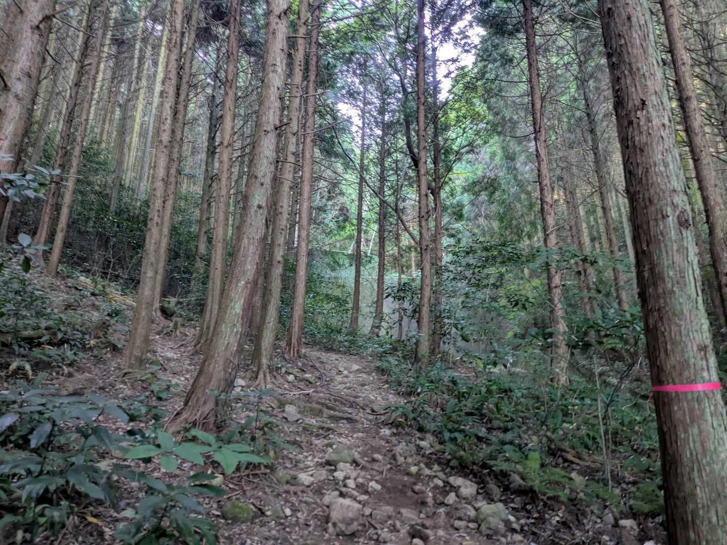 木場登山口-虚空蔵山 往復コースの写真