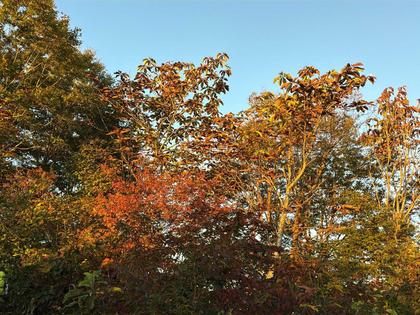 紅葉