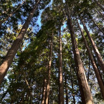 下山の休憩中だから、見上げる余裕あるけど、見事な檜林は昨日は気づかなかった。