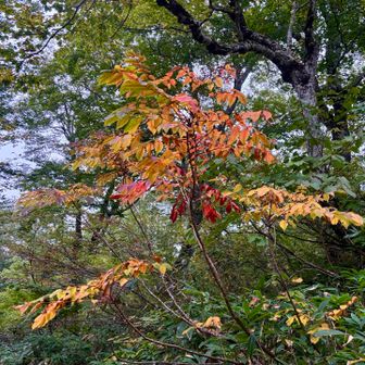 🍂秋ですねぇーー♪②