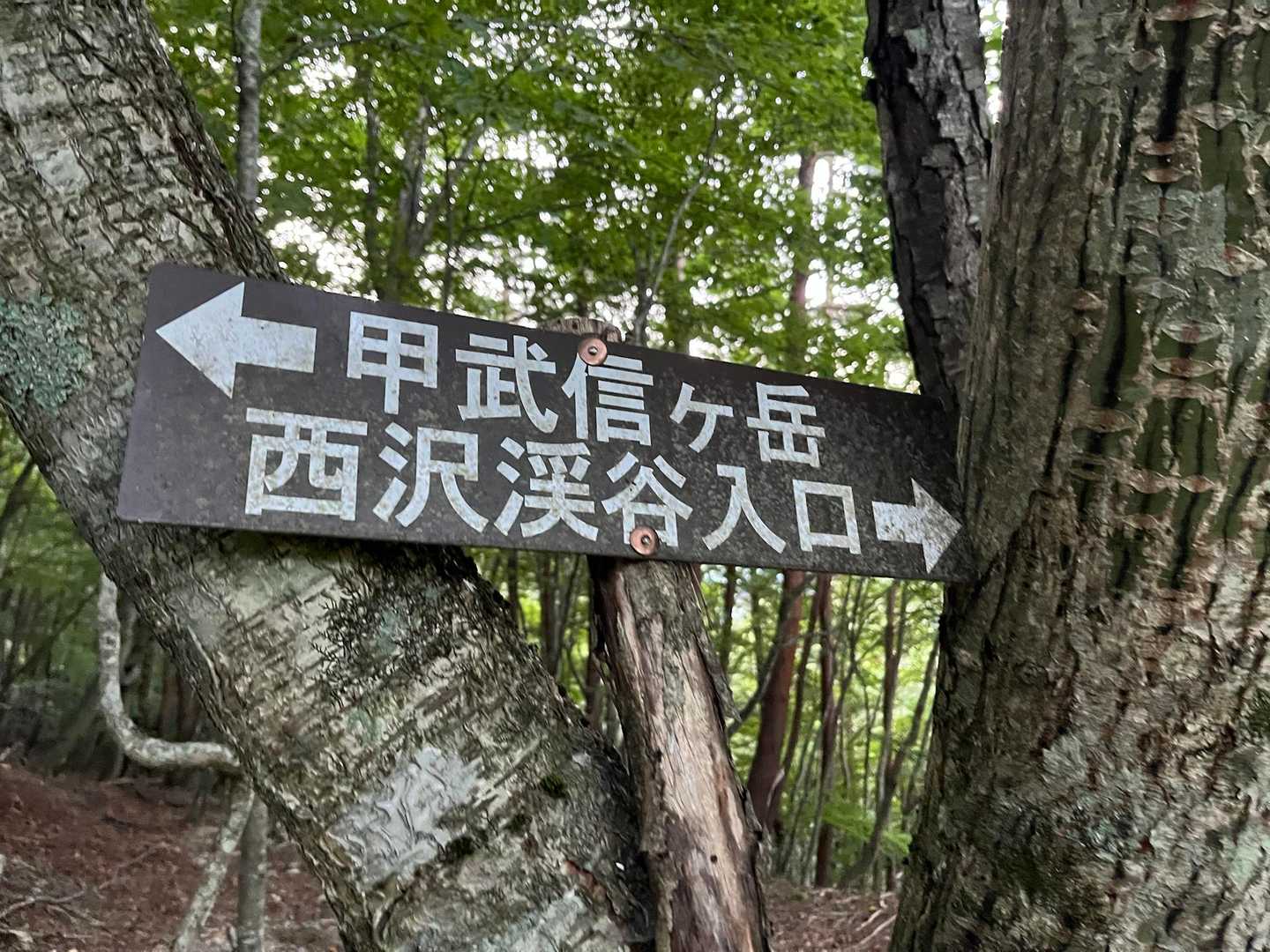 看板は各ポイントにありました
ピンクテープも要所にあり迷い無し