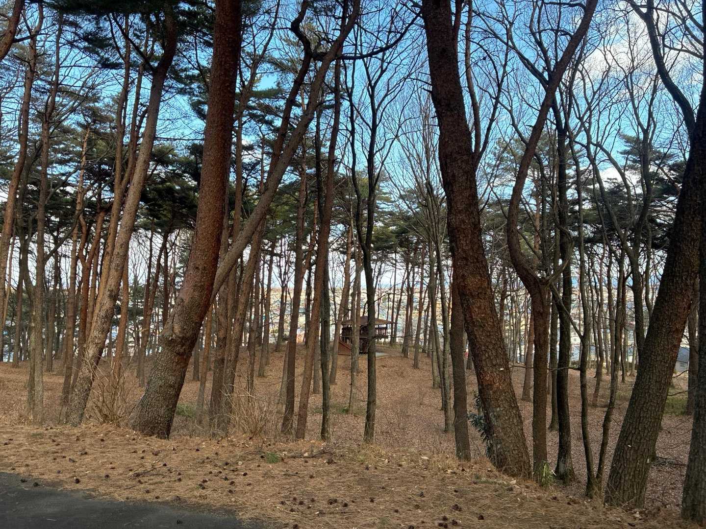 烏ヶ森 往復コースの写真