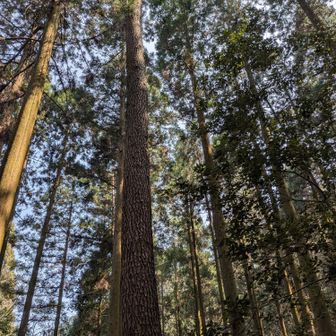 真っ直ぐに伸びる１本の松。珍しい🌲