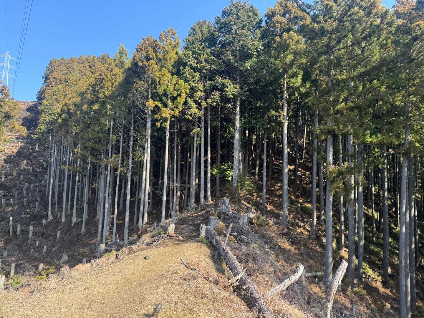 森の中へ入って行きます🌳