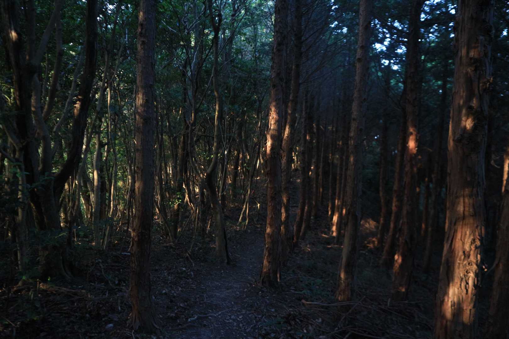 西日が差します