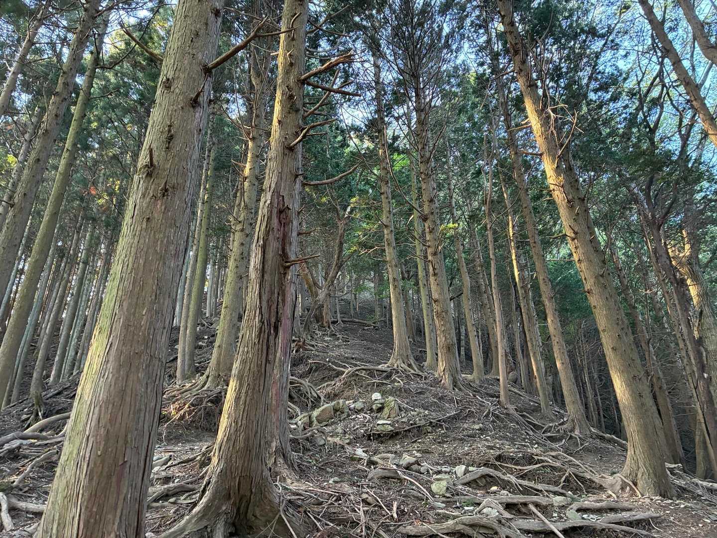 こんな感じ🌲