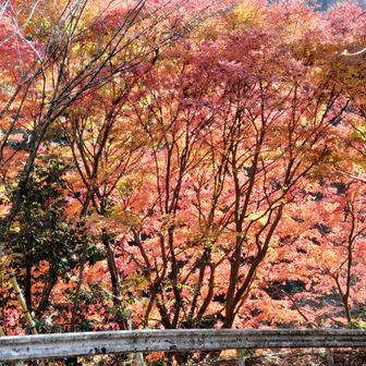 車道に出たら燃えるような紅葉