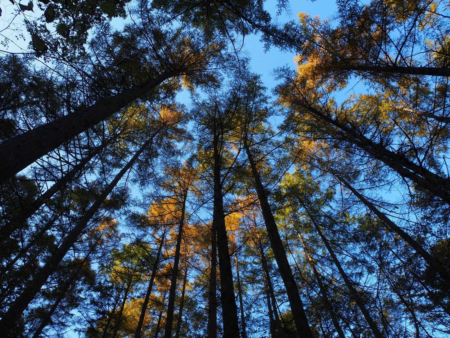 カラマツが若干紅葉(ﾉﾟ∀ﾟ)ﾉ