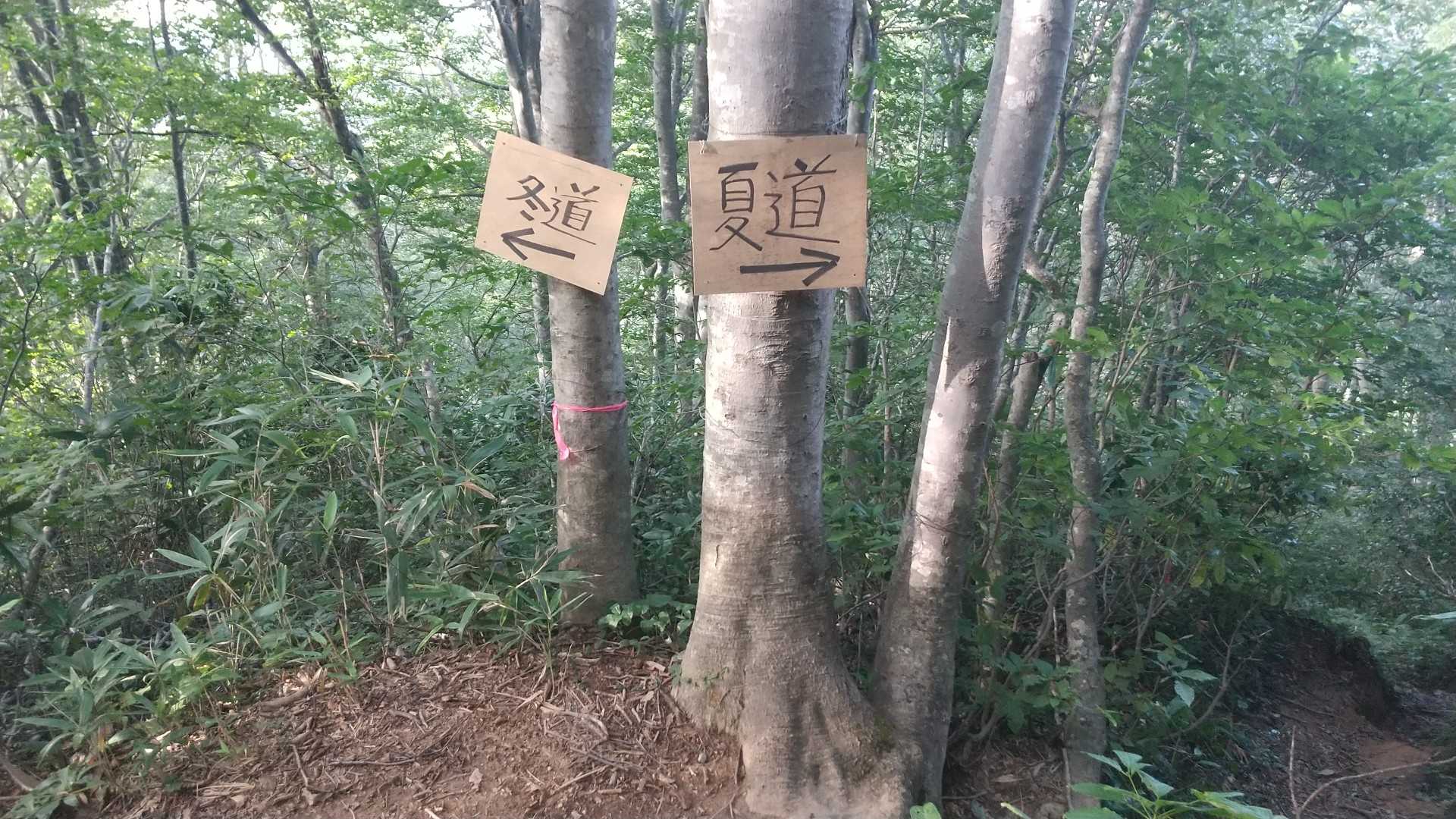 夏は、夏道行くのがいいみたいです🤭