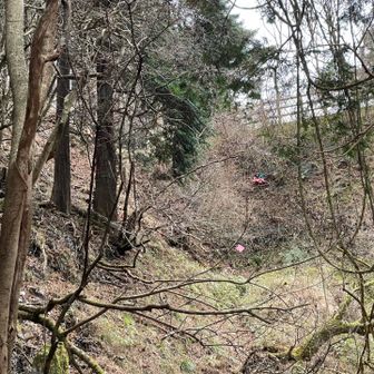 人工物が見えたらヤビツ峠
ありがたい事にカンスコロバシやコロバシの妖力に負けることはありませんでした🥇

寒さの中　じっくりと山に向き合っていられた1日
大山様はやっぱりいつも素晴らしい
来年も宜しくお願い致します🙇‍♀️