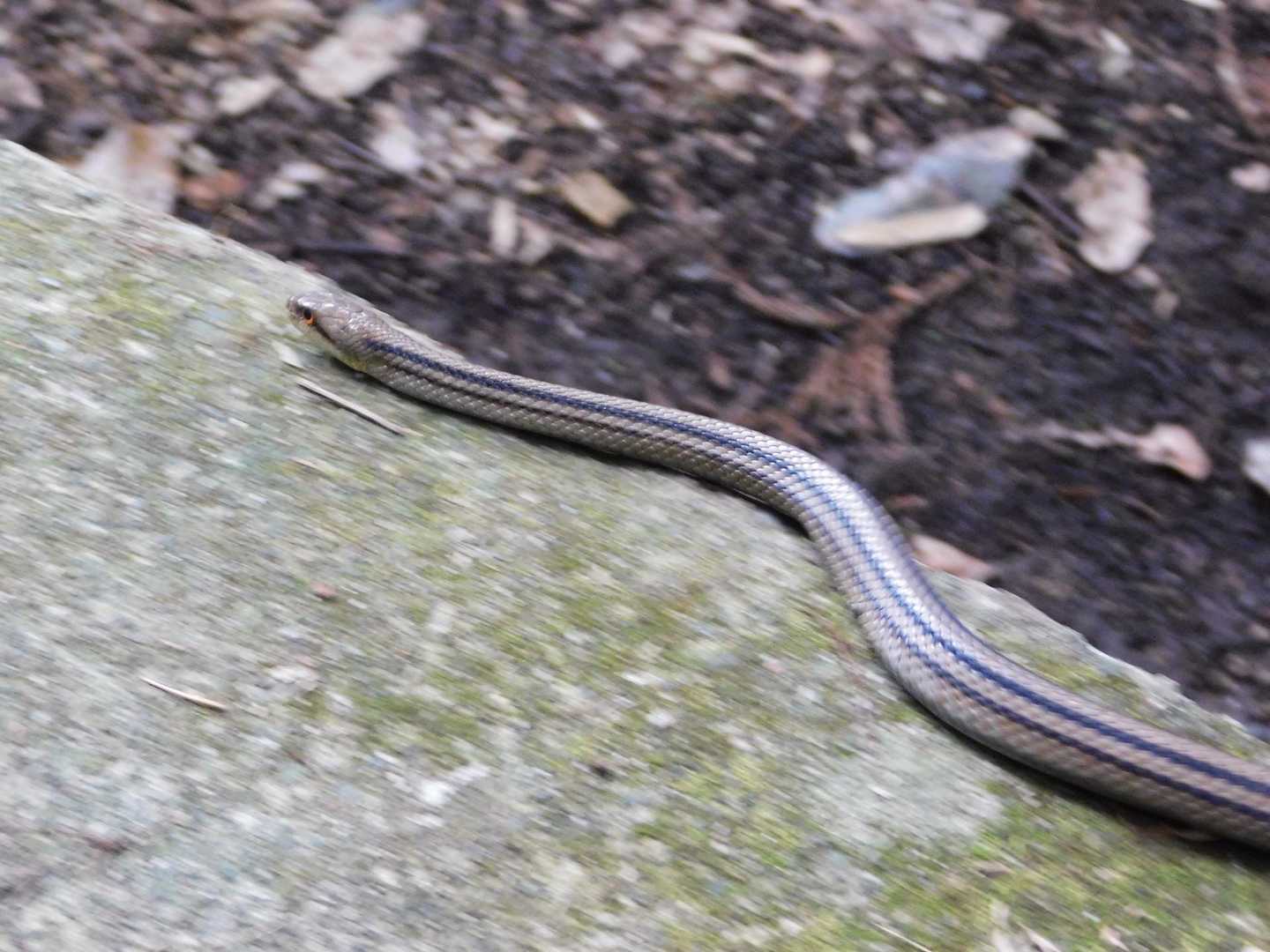 🐍さん