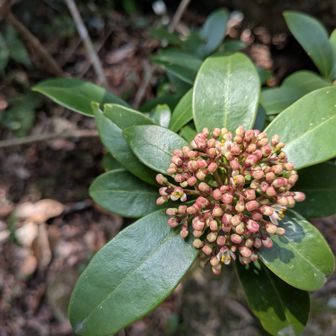 ミヤマシキミ⚪️