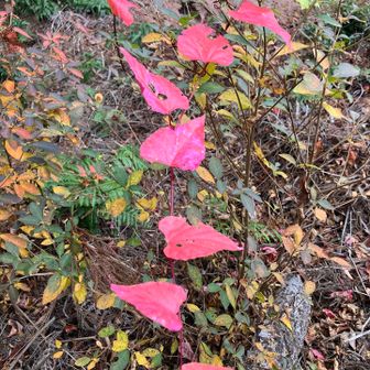 蔦漆　ツタウルシ　⚠️かぶれます⚠️
