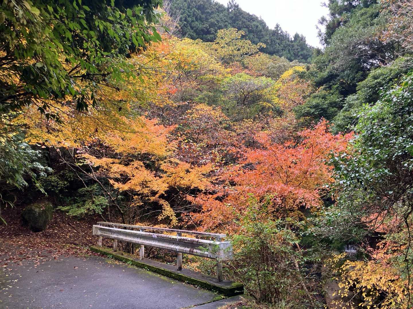 宮指路岳-小社峠-仙ヶ岳 周回コースの写真