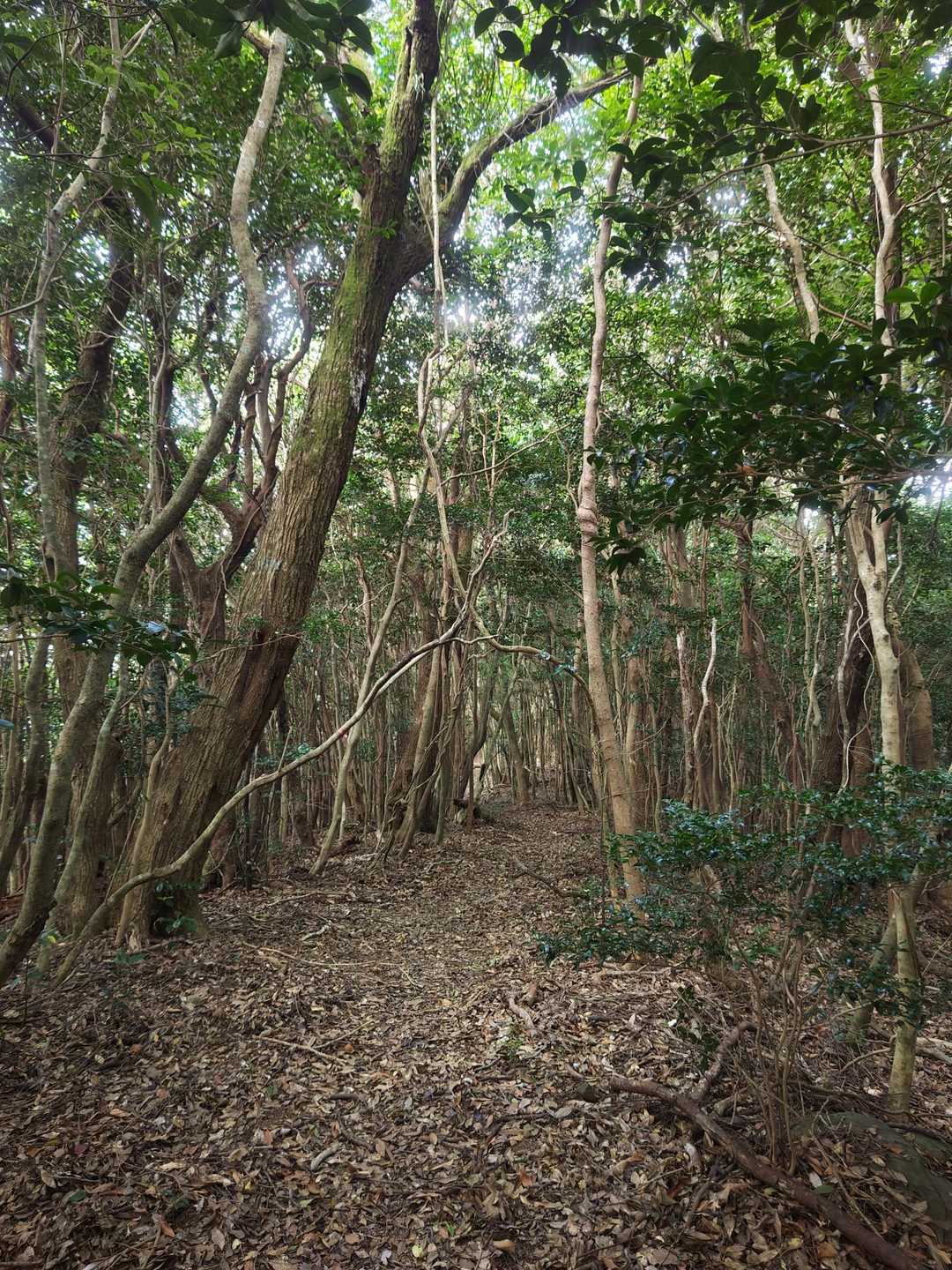 西岳登山口-冠岳-中岳-東岳 往復コースの写真
