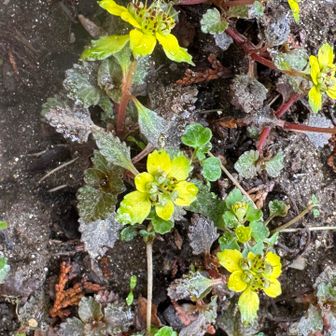 ニッコウネコノメソウ