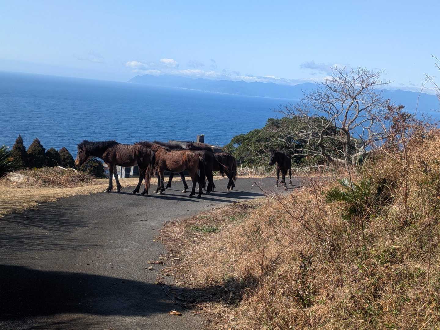 帰り道、塞がれました🐎🐎🐎🐎🐎