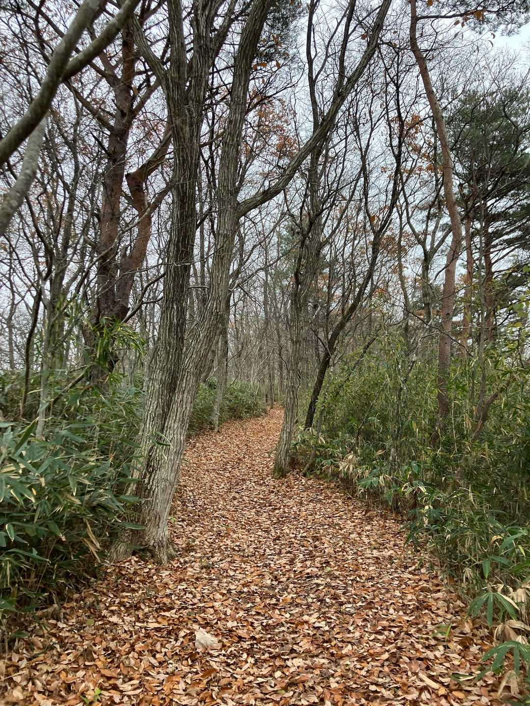 落ち葉だらけの歩きやすい尾根道