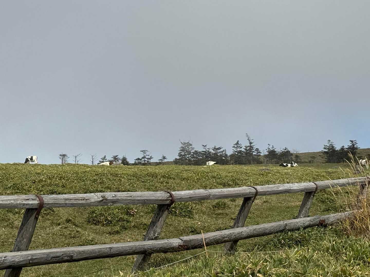 牛さんがのんびりしてます🐂

酪農家から預かって放牧してるそうです。
秋になって草が減り、ほとんどの牛さんはそれぞれの牛舎へ帰ったとのことでした。