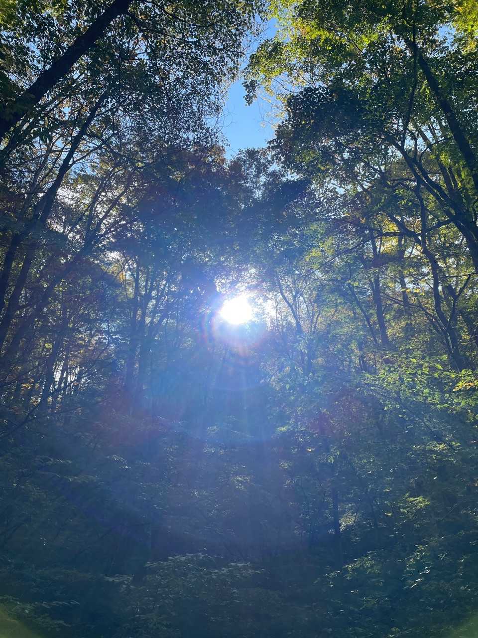 冷んやりした空気の中、木漏れ日も最高です👍
