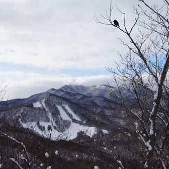カラスとばんけいスキー場