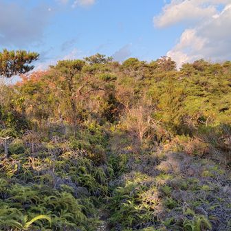 進むはもちろん藪道。