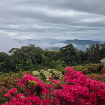 色鮮やかなツツジも🌺