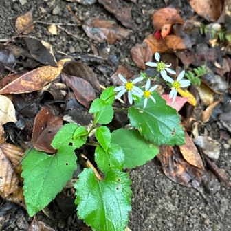 可愛い花には癒されます。