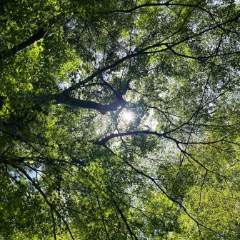 もみじのこもれび🍃