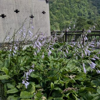 ギボウシ見るなら山に登らなくとも日浦登山口で無限に咲いてますよ！！！１１１