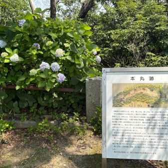 本丸跡を示す看板横の紫陽花が綺麗でした