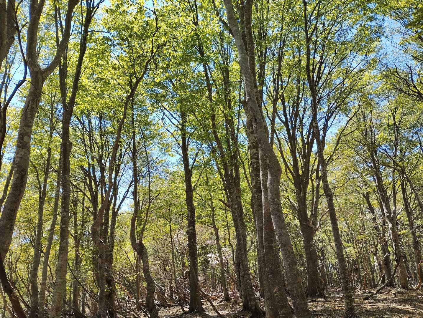 登山コースはブナ林の中💚
ふかふかして歩きやすく、よく整備されている。