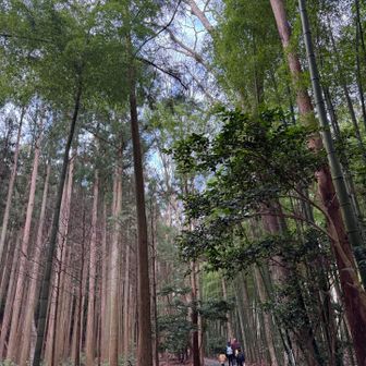 とても整備されていて歩きやすい