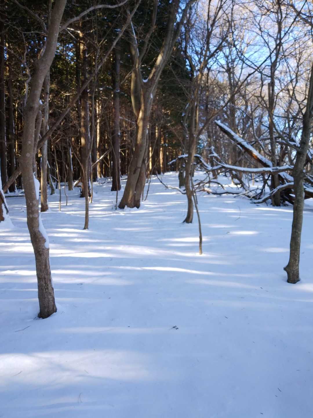 トレースないまっさらな雪をズボズボ歩きます