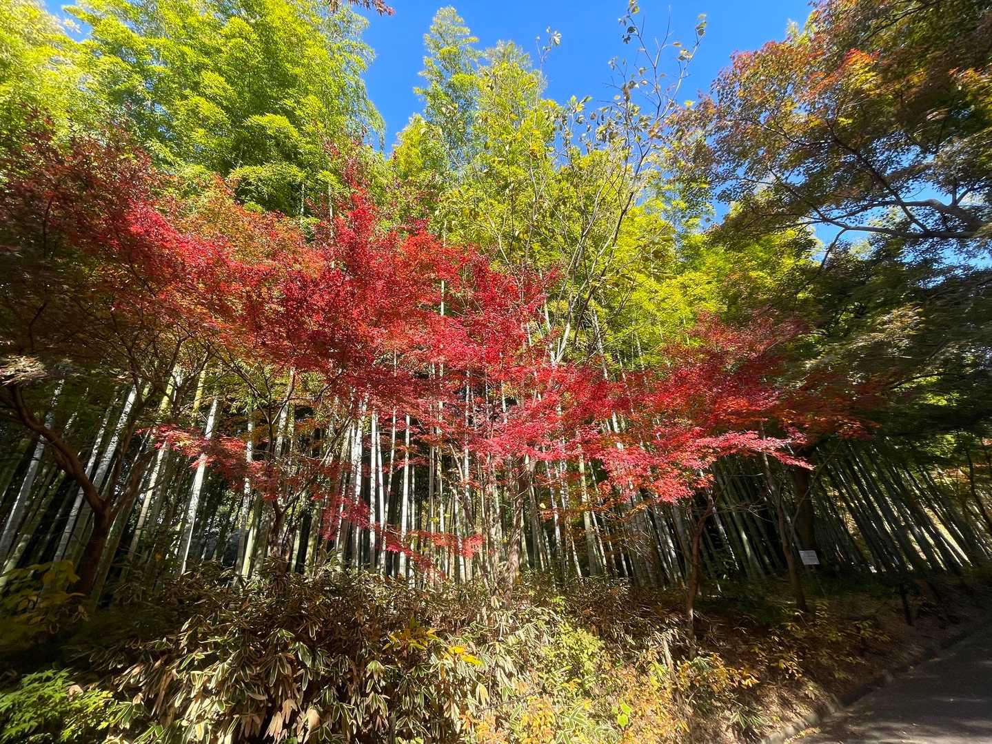 紅葉と竹