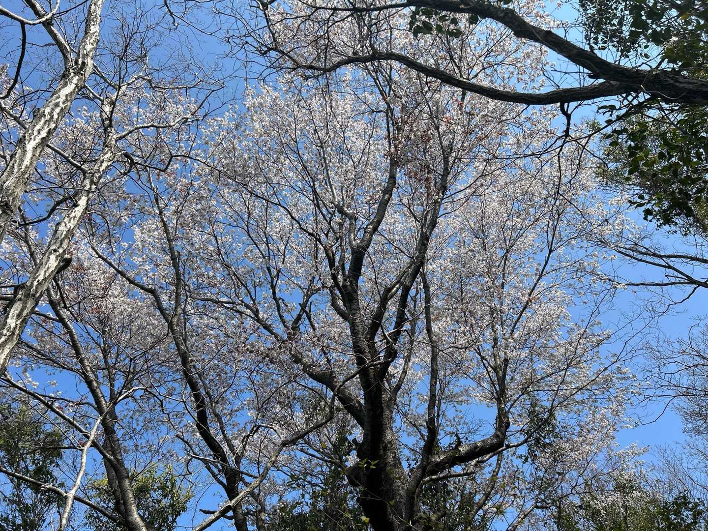 弁財天社-不動山-札立山 往復コースの写真