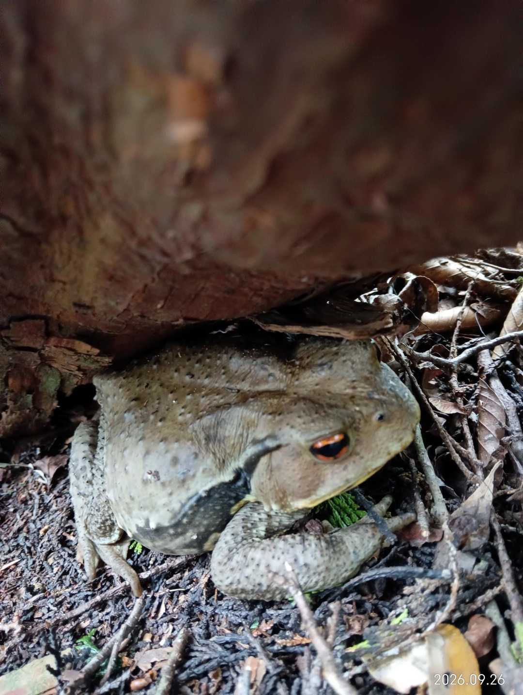 🐸
びっくりするって‼️