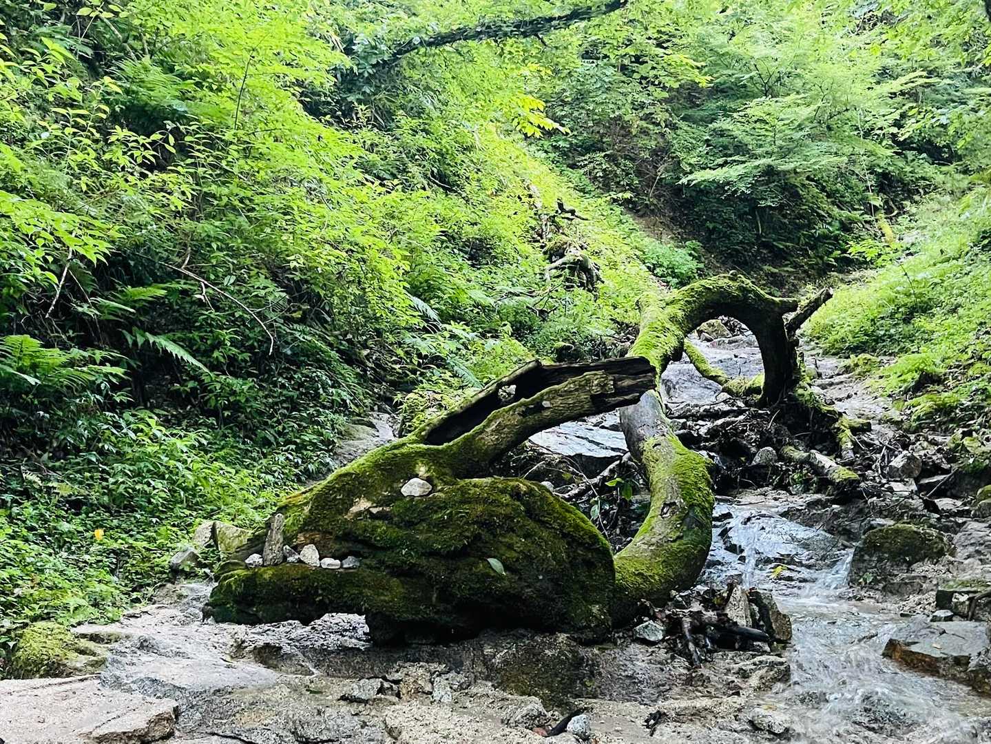 水越峠バス停-紅葉谷-金剛山 周回コースの写真