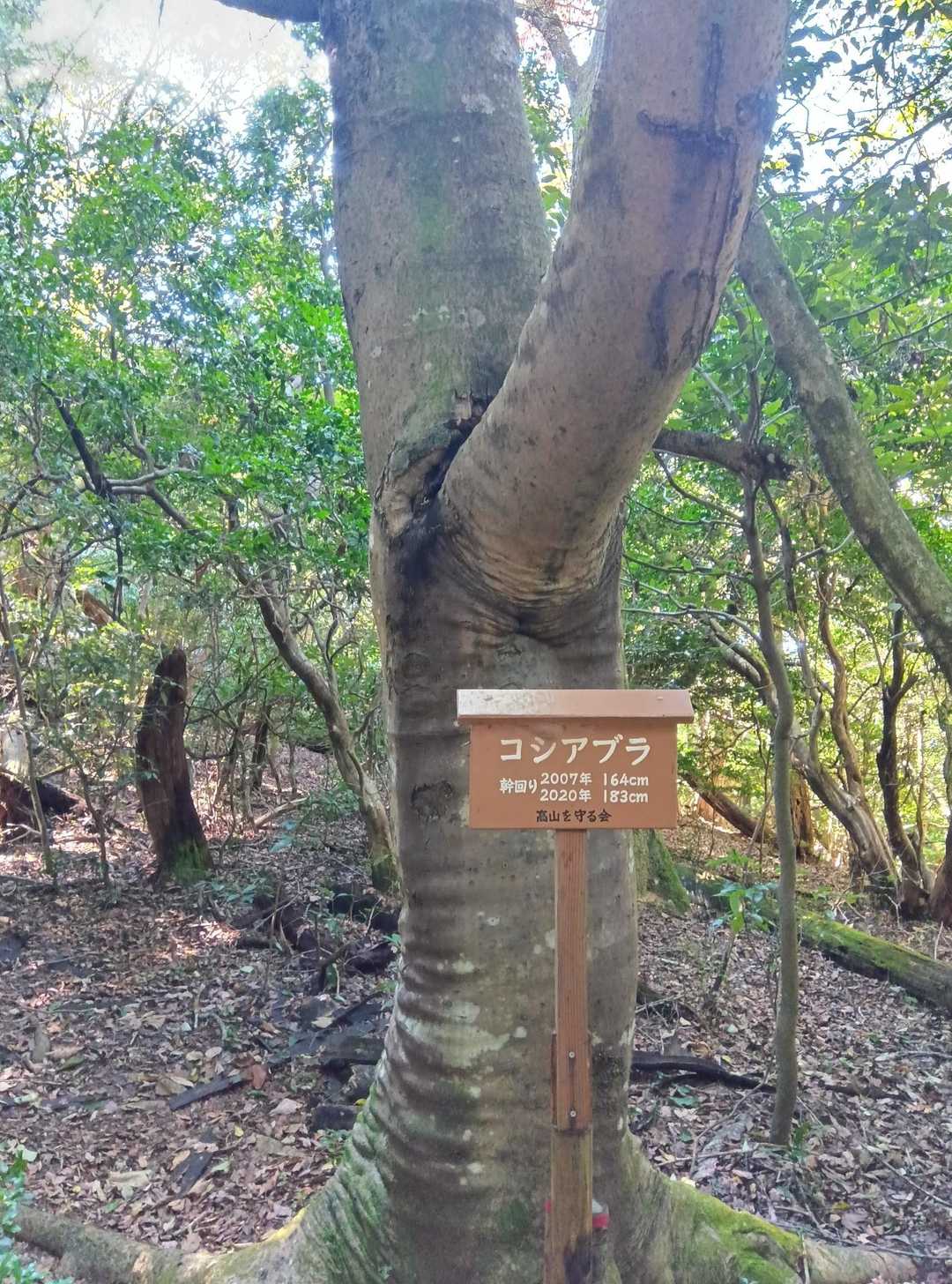 コシアブラの木🌳
幹周り１３年で約２０㌢太くなったが自分はウエスト５㌢程減らしたい😢