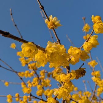 甘い香りが漂っています😊