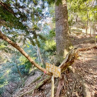 白い崖のテラスからの降り口をスルーしちゃいました💦
このコースは帰りに使うと間違えやすい😅