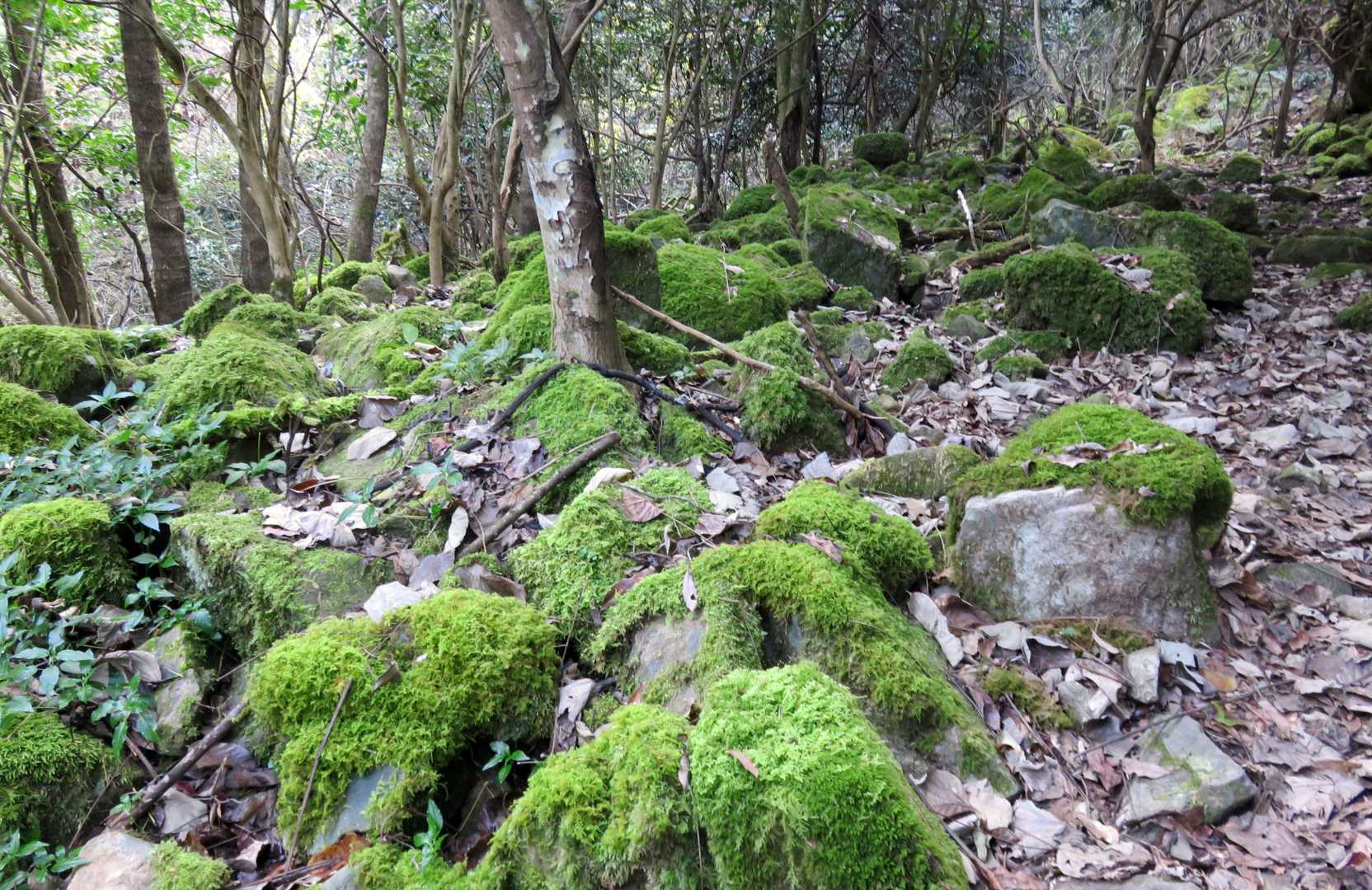 沢沿いを辿って登ると苔むした岩が現れて来ました