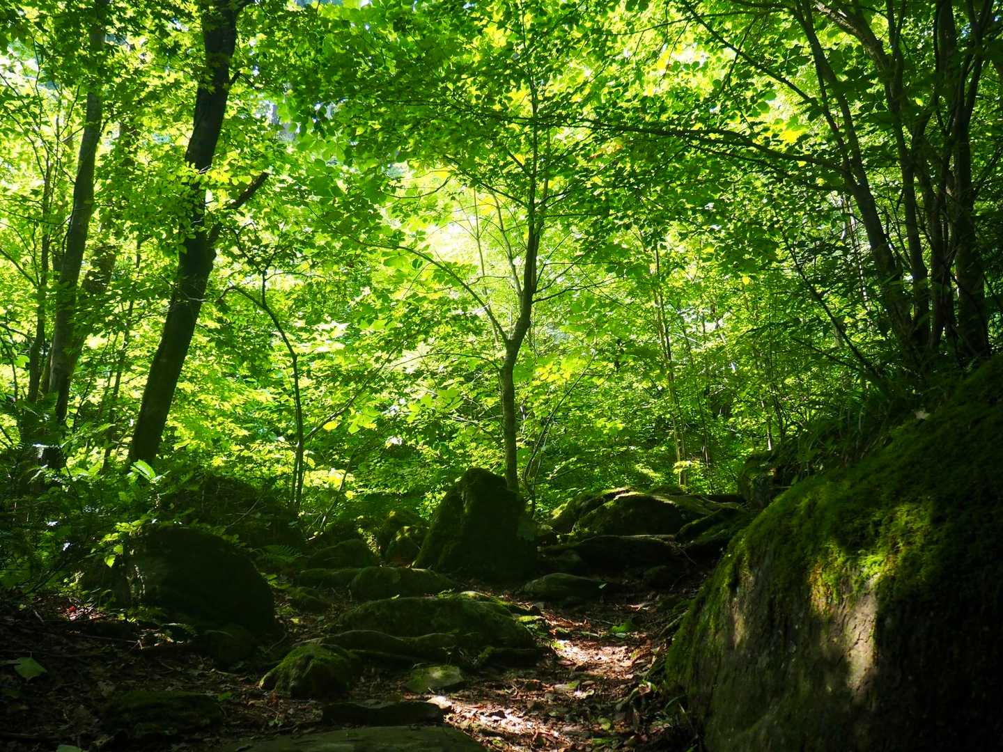 緑に癒される🍀