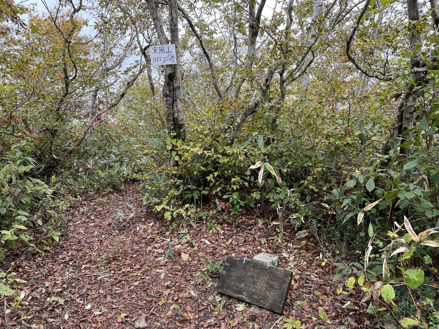 コブノ背-アオノ背-寒風山 往復コースの写真