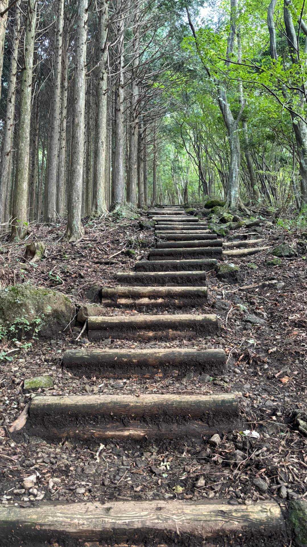 田貫湖-長者ヶ岳 往復コースの写真
