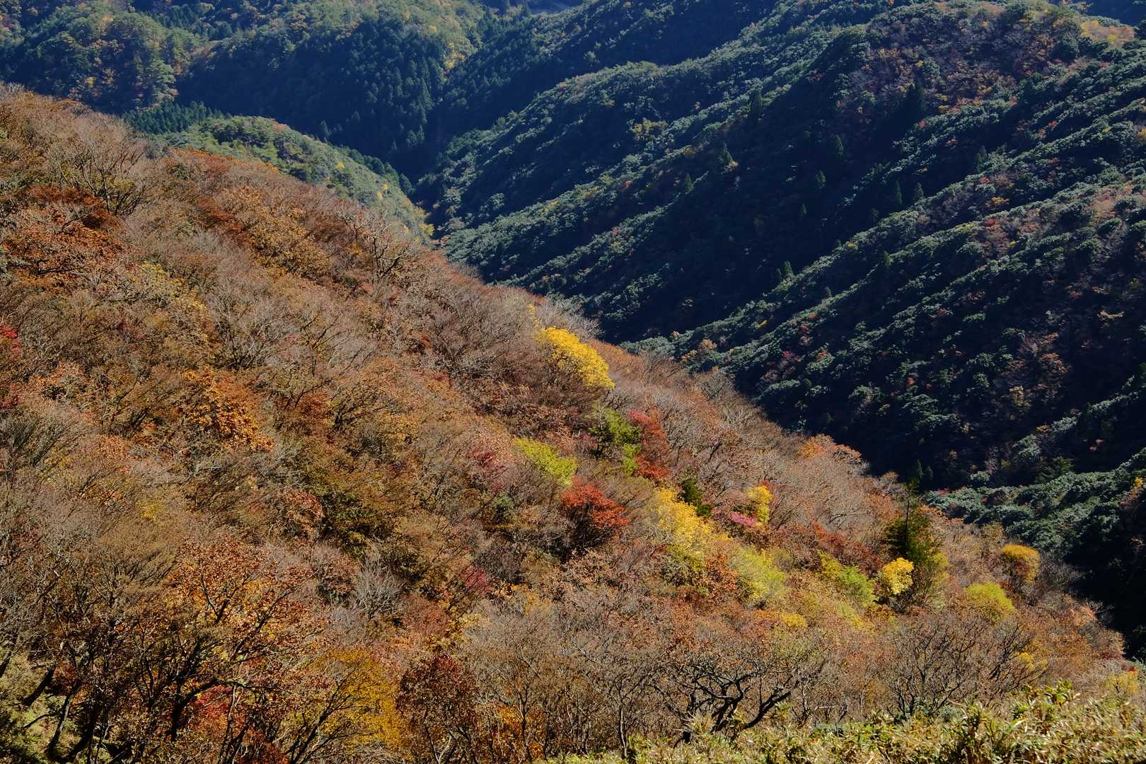 所々に紅葉あり🍁
写真では伝えきれないのがもどかしい